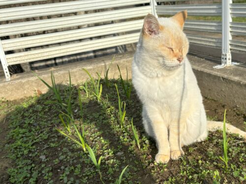 野菜の畝に座る猫