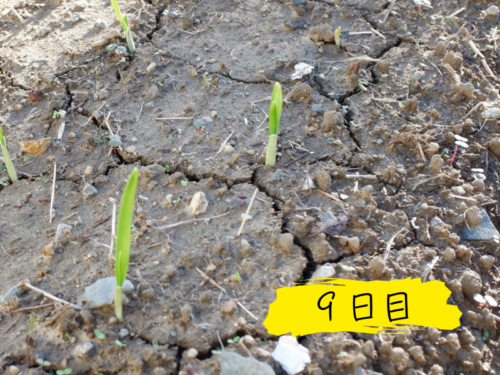 植え付けから9日目のニンニク