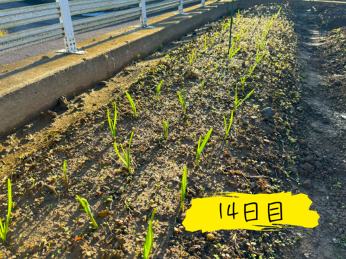 ニンニク植え付けから10日目の畑