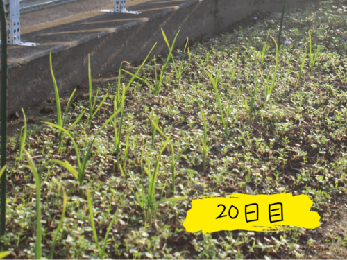 ニンニク植え付けから20日目の畑