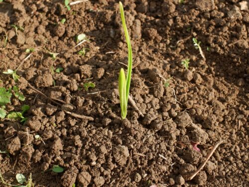 間引かれたあとに植えられたニンニク