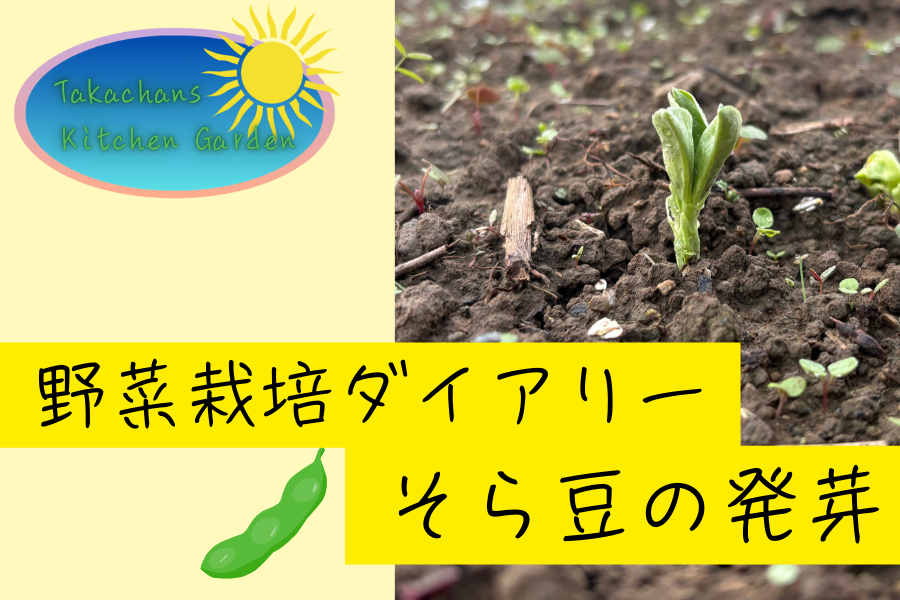 そら豆の発芽日数記事アイキャッチ